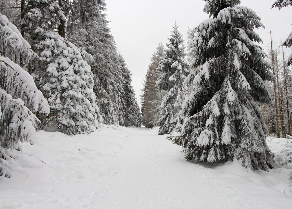 Einsamer Waldweg am Brocken