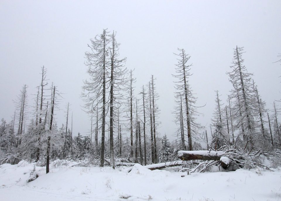 Totholz am Brocken